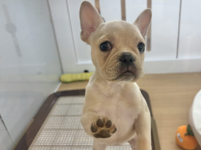 フレンチブルドッグ