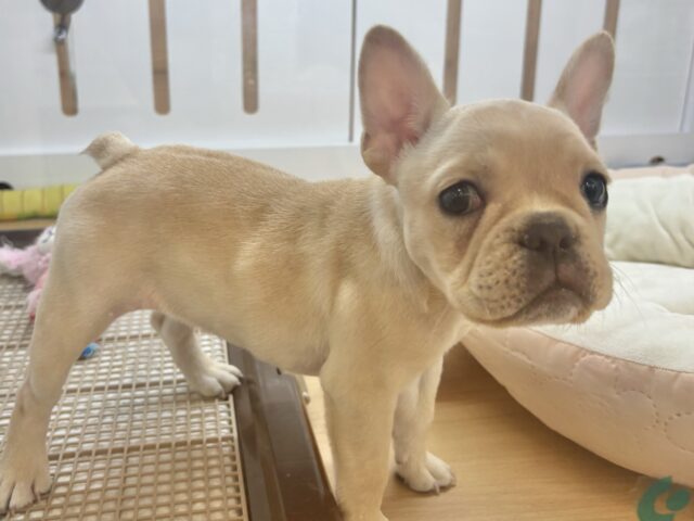 フレンチブルドッグ