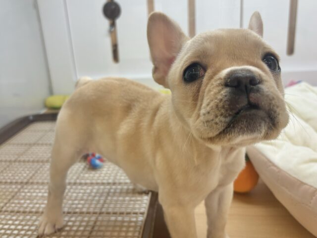 フレンチブルドッグ