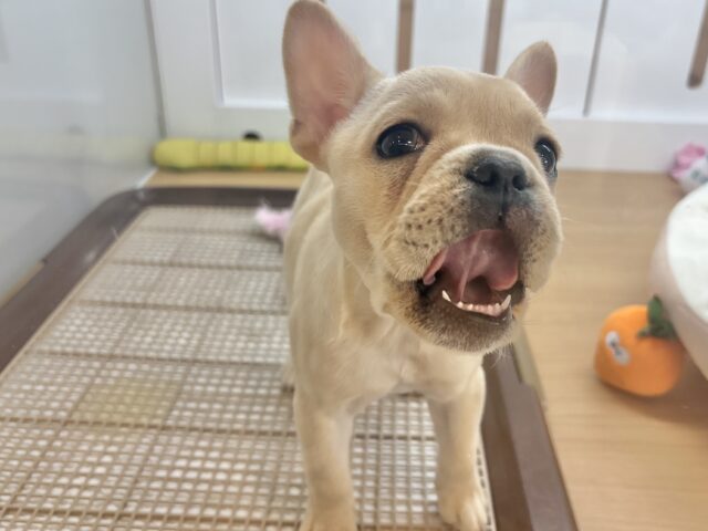 フレンチブルドッグ