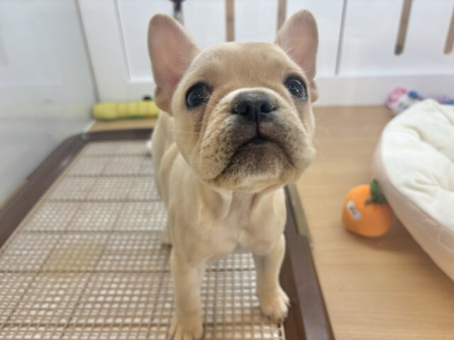 フレンチブルドッグ