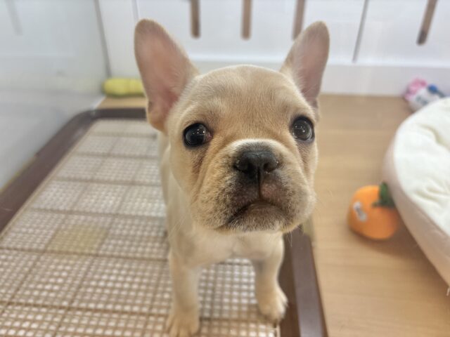 フレンチブルドッグ