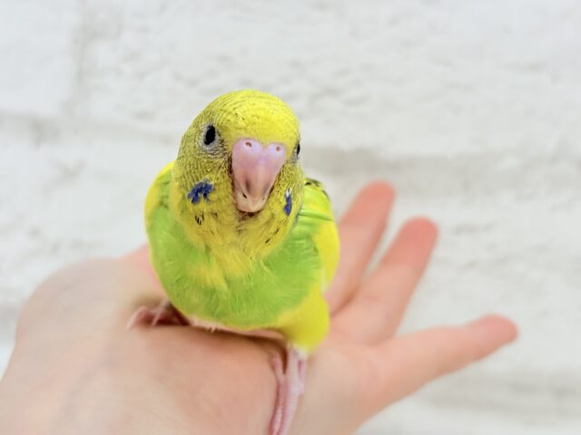 セキセイインコ