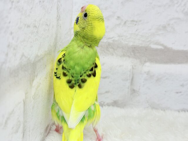 セキセイインコ