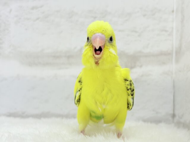 セキセイインコ