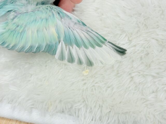 コザクラインコ（小桜インコ）