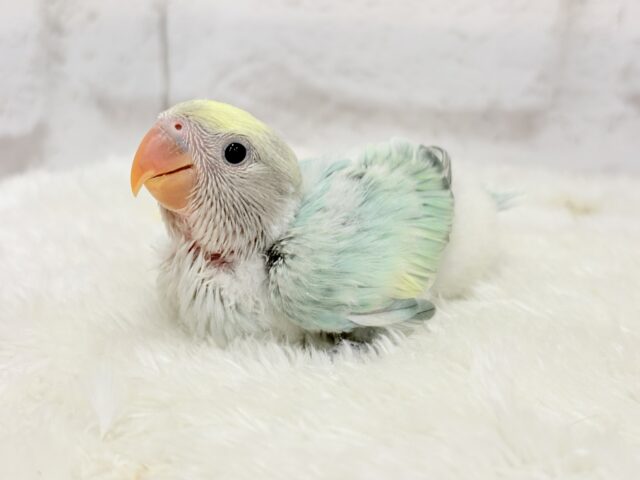 コザクラインコ（小桜インコ）