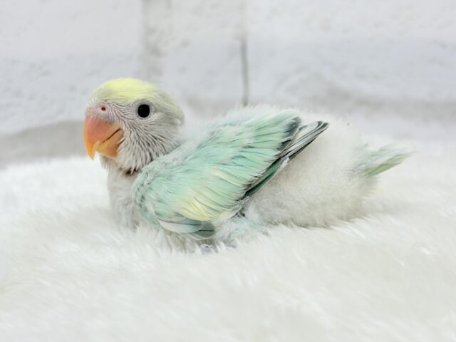 コザクラインコ（小桜インコ）