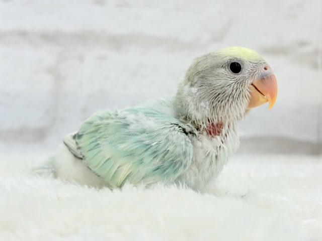 コザクラインコ（小桜インコ）