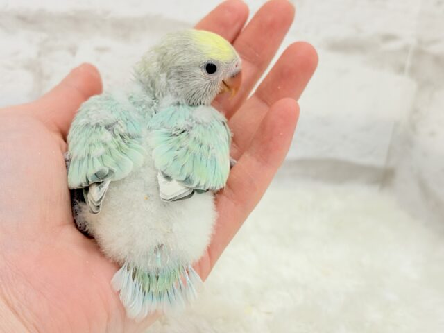 コザクラインコ（小桜インコ）