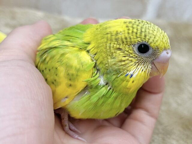 セキセイインコ