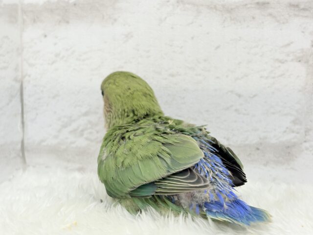 コザクラインコ（小桜インコ）