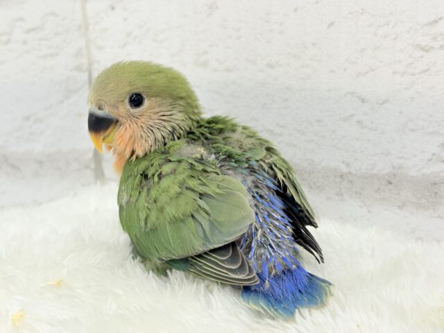 コザクラインコ（小桜インコ）