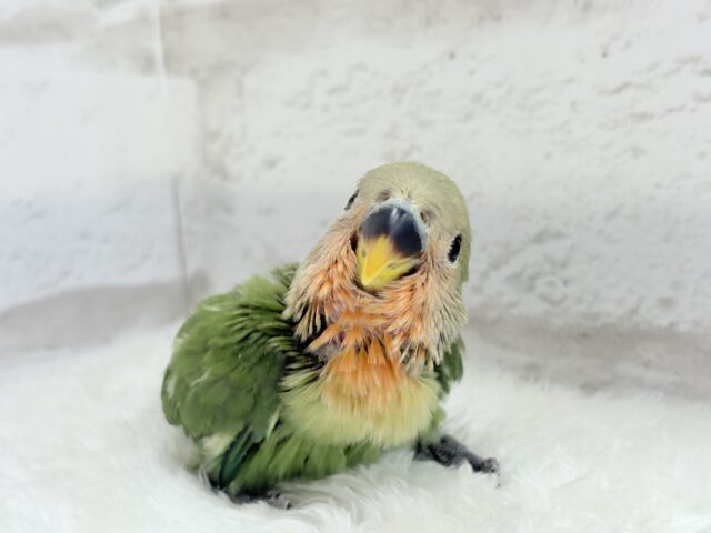 コザクラインコ（小桜インコ）