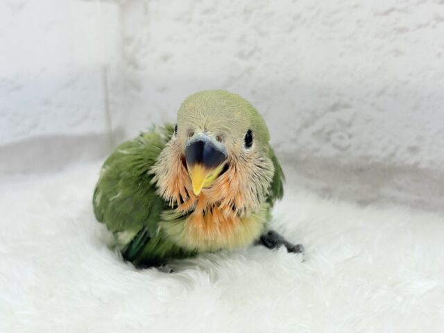 コザクラインコ（小桜インコ）