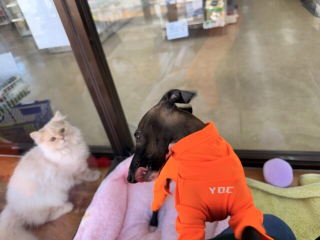 イタリアングレーハウンド