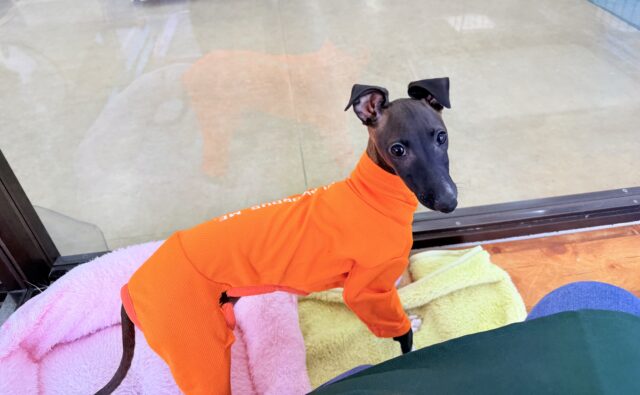 イタリアングレーハウンド