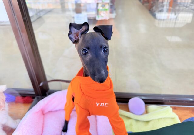 イタリアングレーハウンド