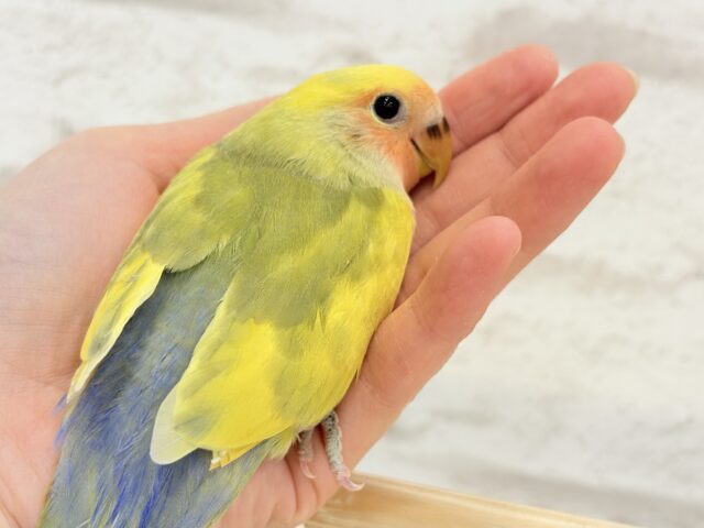 コザクラインコ（小桜インコ）