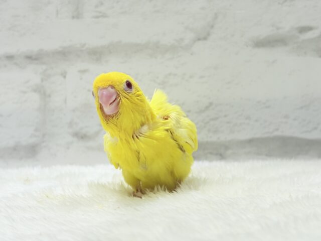 サザナミインコ