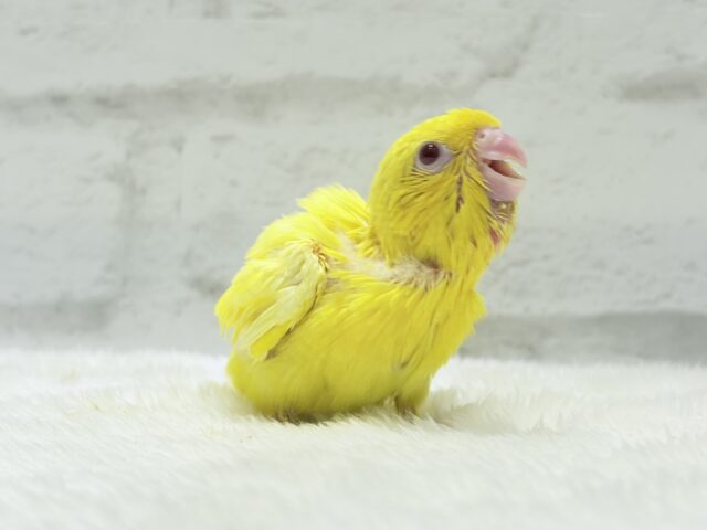 サザナミインコ