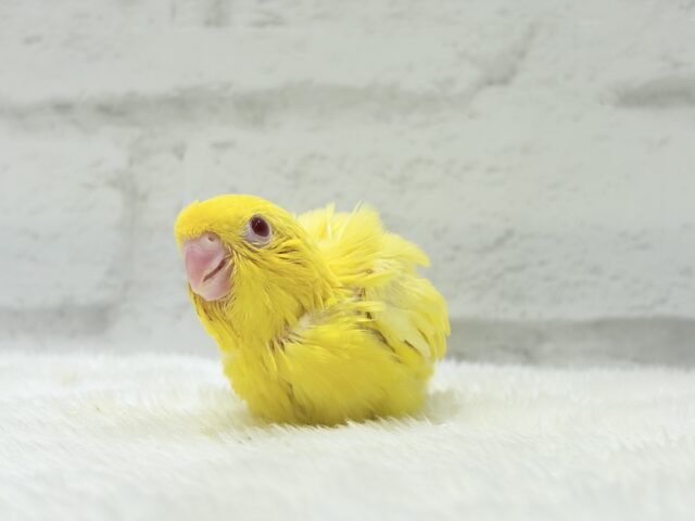 サザナミインコ