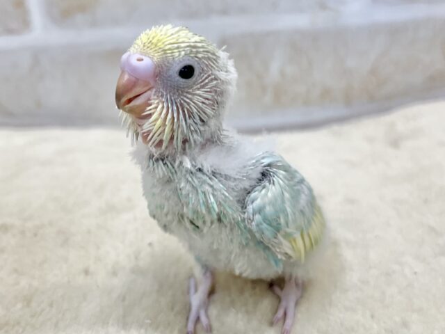 セキセイインコ