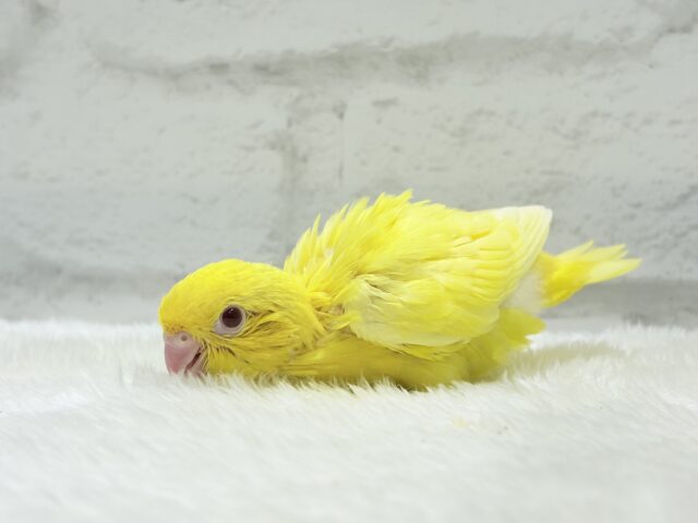 サザナミインコ