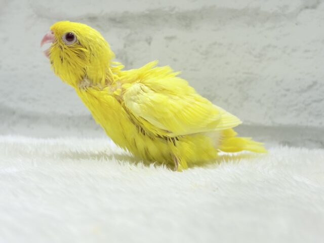 サザナミインコ