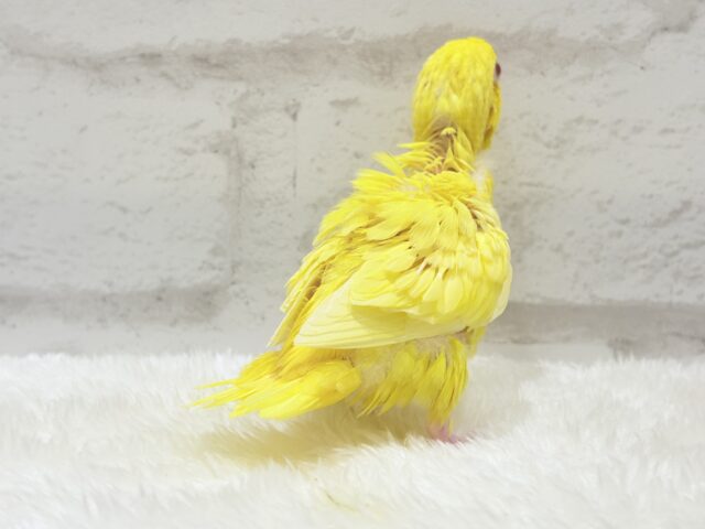 サザナミインコ