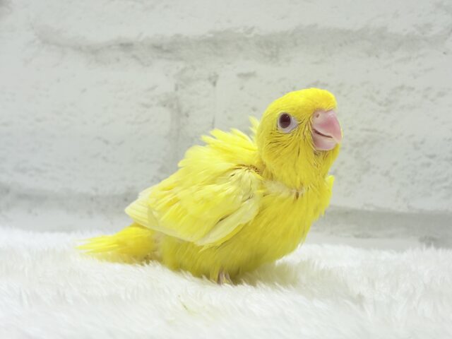 サザナミインコ