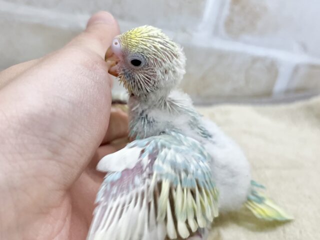 セキセイインコ