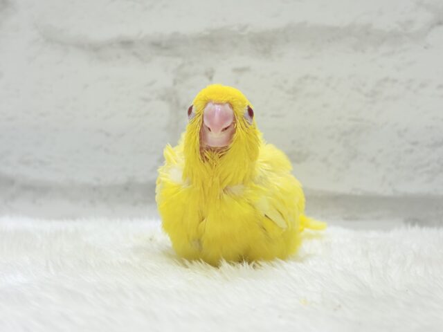サザナミインコ