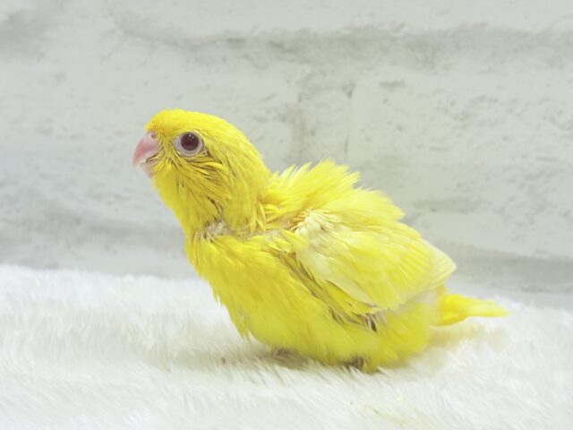 サザナミインコ