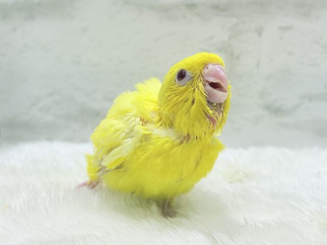 サザナミインコ