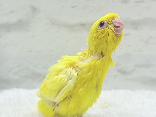サザナミインコ