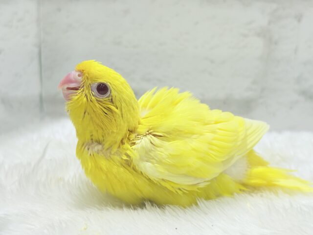 サザナミインコ