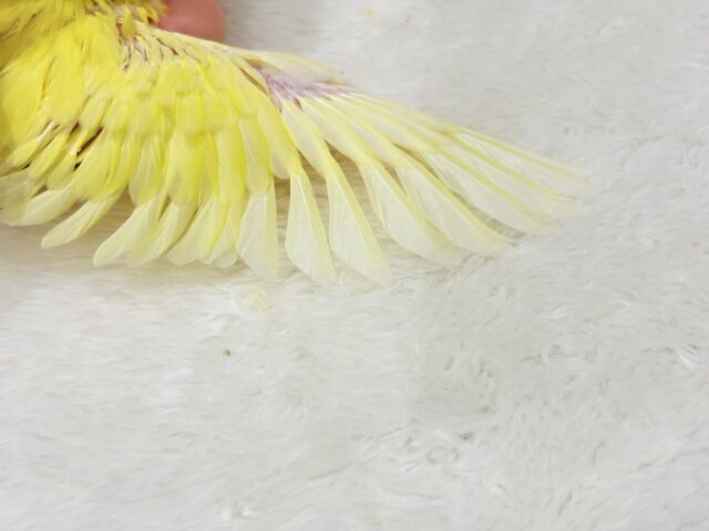 サザナミインコ