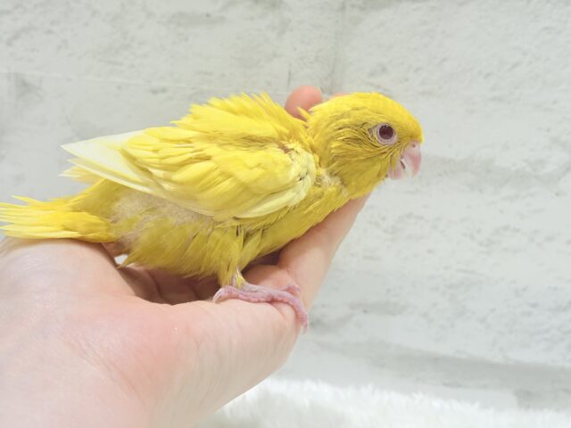 サザナミインコ
