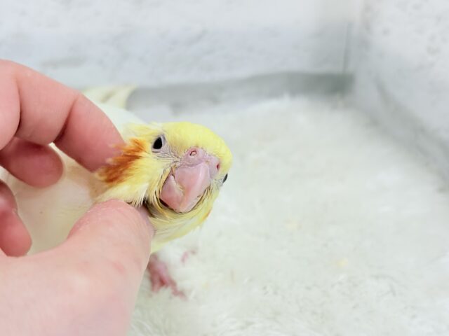 オカメインコ