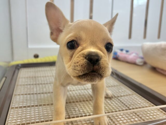 フレンチブルドッグ