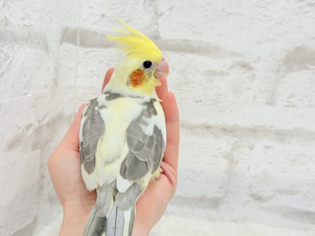 オカメインコ
