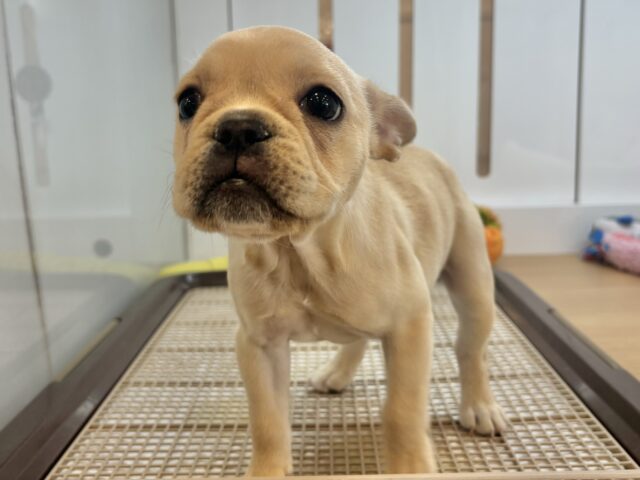 フレンチブルドッグ