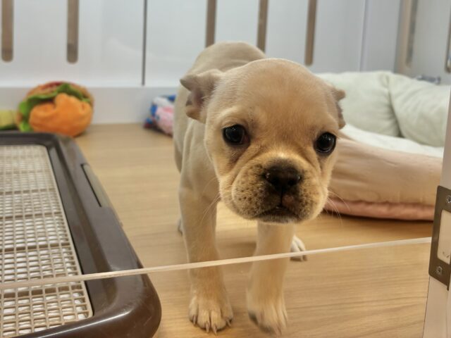 フレンチブルドッグ