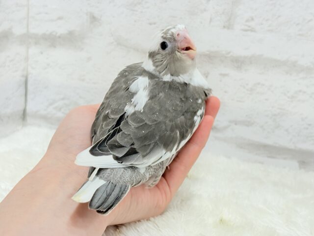 オカメインコ