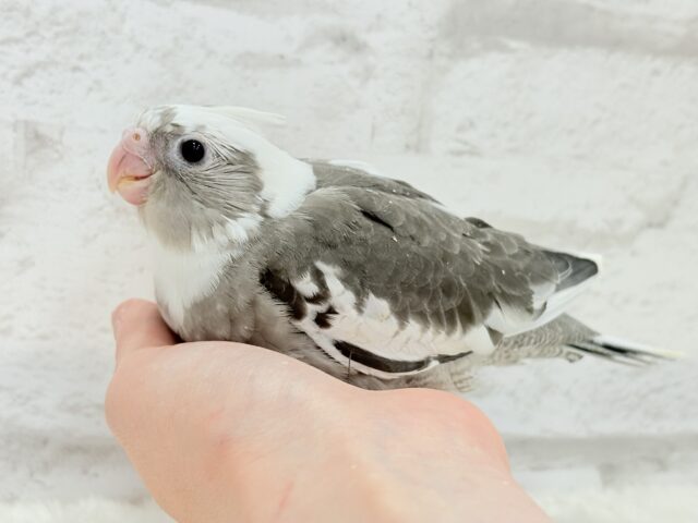 オカメインコ