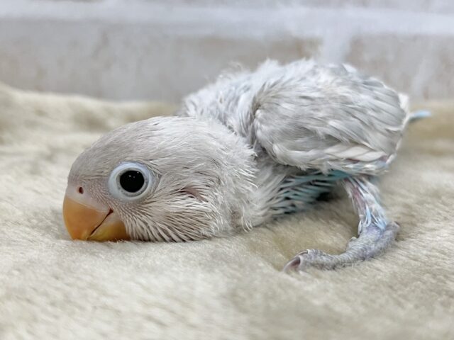シロボタンインコ