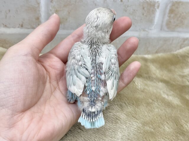 シロボタンインコ