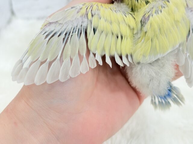 コザクラインコ（小桜インコ）