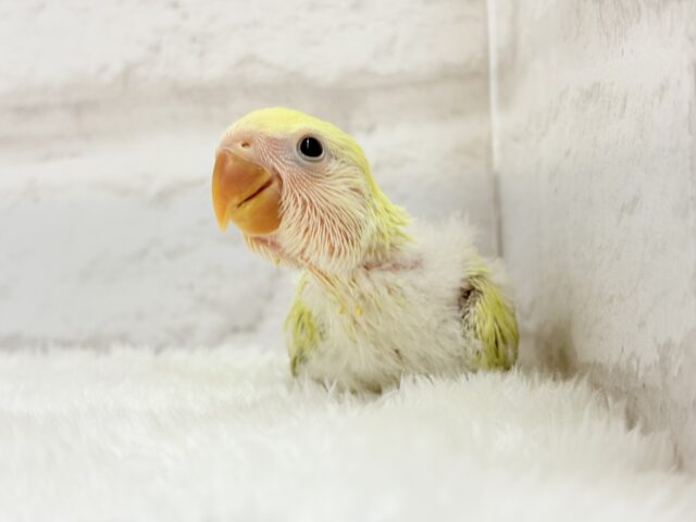 コザクラインコ（小桜インコ）